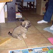 Tibetansk spaniel bølle