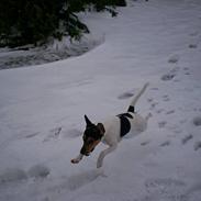 Dansk svensk gaardhund Simba