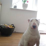 Bullterrier Brauners Hender (Eddie) (Himmelhund)