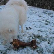 Samojedhund Tyson