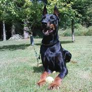 Dobermann Fanny      "RIP"  2011