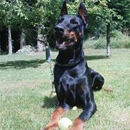 Dobermann Fanny      "RIP"  2011