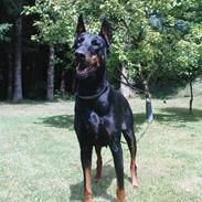 Dobermann Fanny      "RIP"  2011