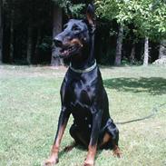 Dobermann Fanny      "RIP"  2011