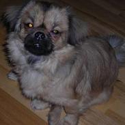 Tibetansk spaniel Popo