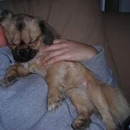 Tibetansk spaniel Popo