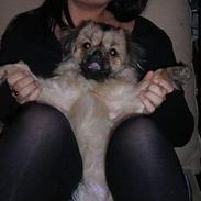 Tibetansk spaniel Popo