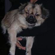 Tibetansk spaniel Popo