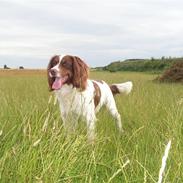 Engelsk springer spaniel Django..