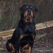 Rottweiler  Basse