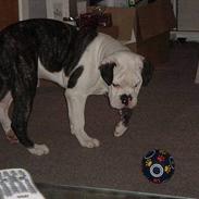 Olde english bulldogge Balder