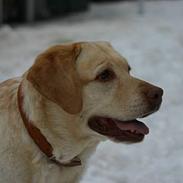 Labrador retriever Dina <33