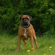 Boxer Aron R.I.P