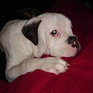 Olde english bulldogge Balder