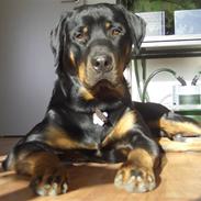 Rottweiler Tyson .. R.I.P