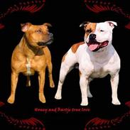 Staffordshire bull terrier Diamond. (Sniff)