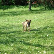 Staffordshire bull terrier Diamond. (Sniff)