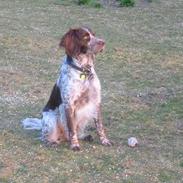 Engelsk springer spaniel Rosso