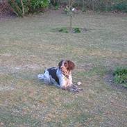 Engelsk springer spaniel Rosso