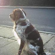 Engelsk springer spaniel Rosso