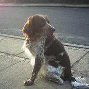 Engelsk springer spaniel Rosso