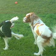 Cavalier king charles spaniel Gizmo