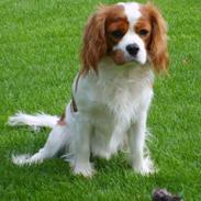 Cavalier king charles spaniel Gizmo