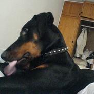 Dobermann Rocco R.I.P