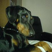 Dobermann Rocco R.I.P