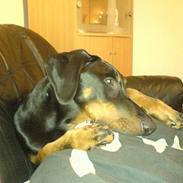 Dobermann Rocco R.I.P