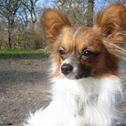 Papillon Gizmo