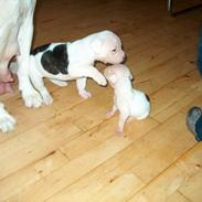 Amerikansk bulldog Kiki