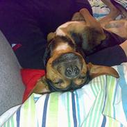 Blanding af racer Alfa