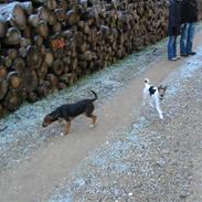 Blanding af racer Alfa