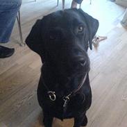 Labrador retriever Victor