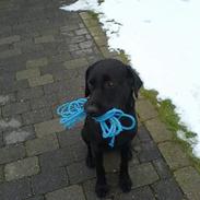 Labrador retriever Victor