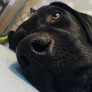 Labrador retriever Victor