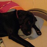 Labrador retriever Victor