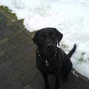 Labrador retriever Victor