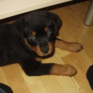 Rottweiler Bazzo