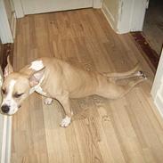 Amerikansk staffordshire terrier Xena