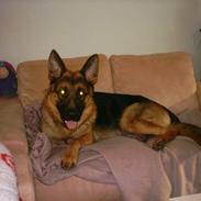 Schæferhund india (indi)