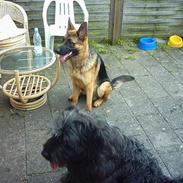 Schæferhund india (indi)