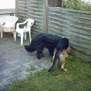 Schæferhund india (indi)