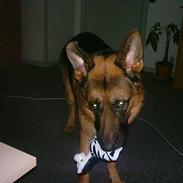 Schæferhund india (indi)