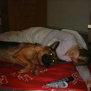 Schæferhund india (indi)