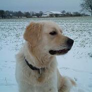 Golden retriever chili