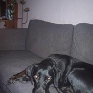 Labrador retriever donna