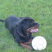 Rottweiler Laban