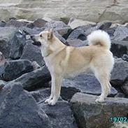 Norsk buhund Tu-San Daffi of Dania